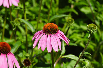 Flowers and flower buds of Echinacea purpurea, the eastern purple coneflower, purple sun hat. Family Asteraceae. July, Dutch garden.