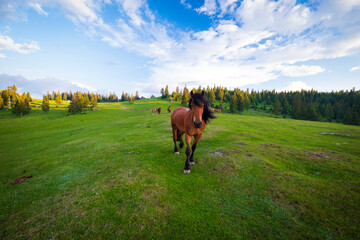 Naklejka premium Horse 
