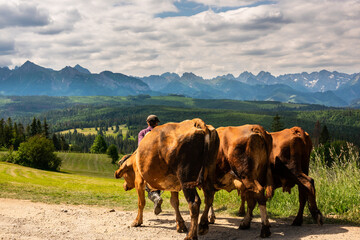Fototapeta na wymiar Cows are taken to pasture in Podhale region in Poland