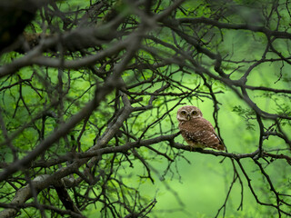 Spotted owlet perched on an acacia tree branch during monsoon months at Jhalana leopard reserve, Jaipur