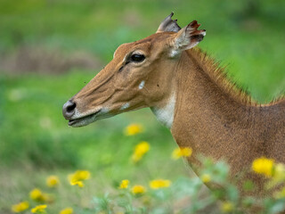 Close-up portrait of a female nilgai feeding amongst flowers 