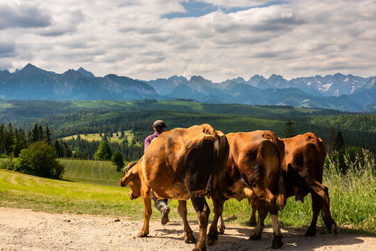 Cows are taken to pasture in Podhale region in Poland