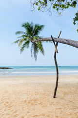 Coconut tree on clean sandy beach in south of Thailand, holiday destination to Asia, nature and environment concept background, tropical island