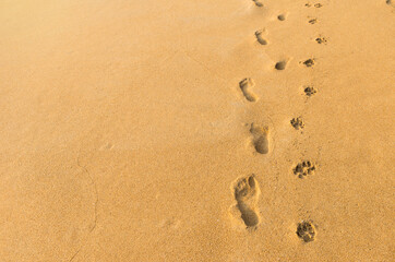 Fototapeta na wymiar Human and dog footprint on brown sandy beach, nature texture background, walk the dog