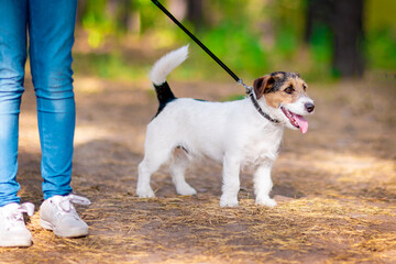 Little dog walking on a leash in a summer park