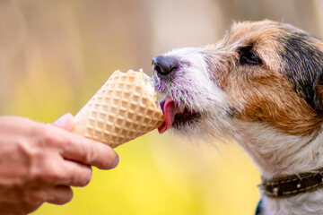 Dog eating ice cream outdoors