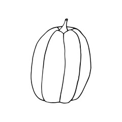 pumpkin hand drawn in doodle style. vegetable in simple line art.