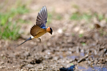 Rötelschwalbe // Red-rumped swallow, Lesser Striated Swallow (Cecropis daurica)