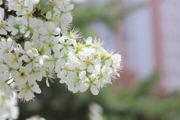 white cherry blossom