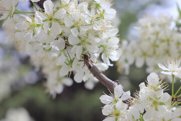 white cherry blossom