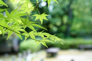 伏見桃山城運動公園の新緑