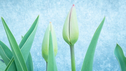 Fototapeta na wymiar Green Tulips