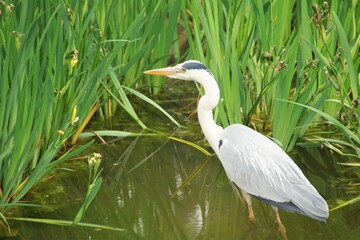 長岡天満宮の八条ヶ池のアオサギ