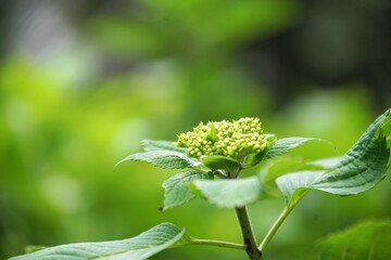 柳谷観音楊谷寺の紫陽花のつぼみ
