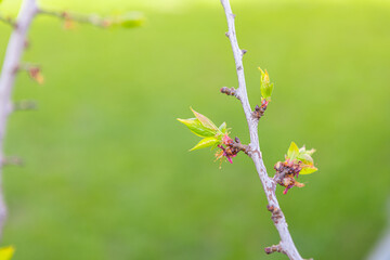 beautiful branch with young leaves against the background of a green lawn