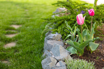 beautiful colored tulips in a flower bed in the garden, garden landscaping. Spring