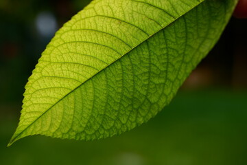 Fototapeta premium green leaf background