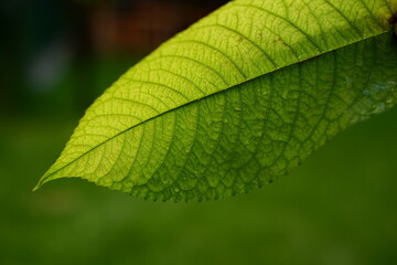 green leaf macro