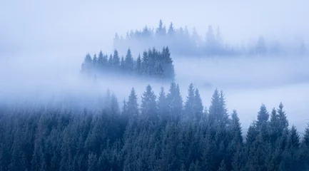 Papier Peint photo Lavable Forêt dans le brouillard Landscape forest