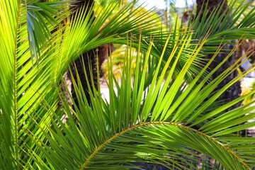 Fototapeta na wymiar Green background. Sun over green palm leaves. 