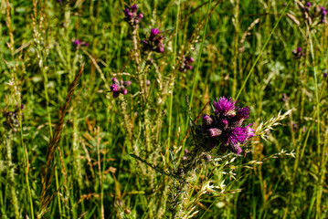 Fototapeta premium purple flowers in the meadow