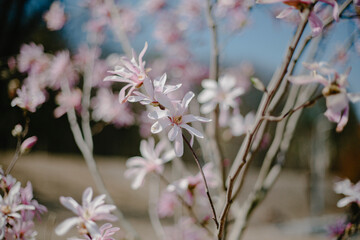 magnolia sakura flower spring blossom summer warm pink light photo nature eco macro