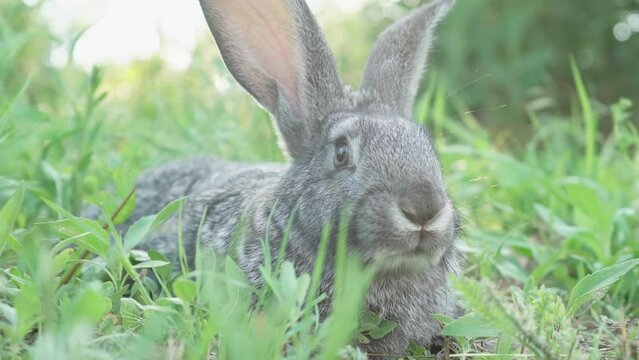 A small fluffy, cute gray rabbit on a green meadow in sunny weather. Easter Bunny in the spring season. Hand rabbit on green pasture