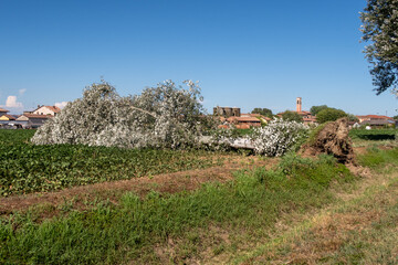 Albero
