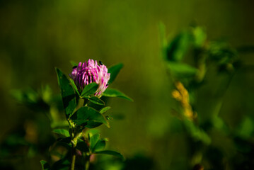 fioletowe kwiaty na łące © Robert Sobucki