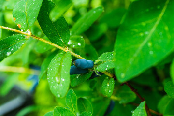 Ripe honeysuckle berries on the bush. Selective focus. Shallow depth of field.