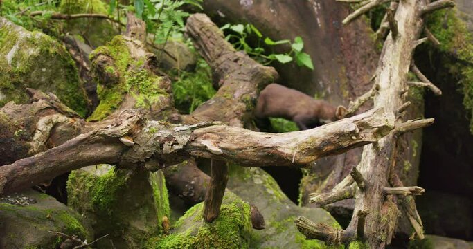 European pine marten walking on overturned tree in primeval forest