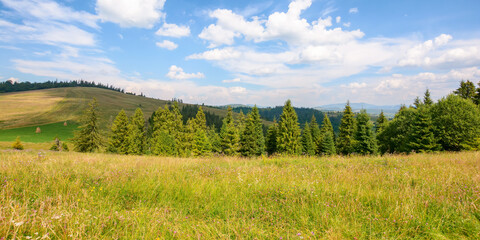 carpathian countryside scenery in summer. grassy fields and meadows beneath a blue sky with fluffy clouds. spruce forest on the rolling hills. ridge in the distance. warm sunny weather