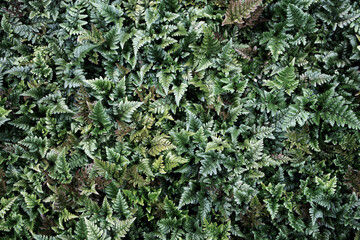 シダの葉が密集した緑の背景画像