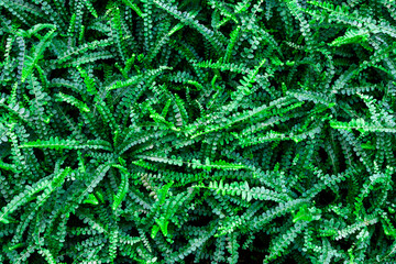 ロニセラ・ニティダのグランドカバー　植物の背景画像