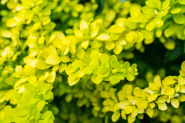 Barberry bush with new leaves in the garden. Selective focus. Shallow depth of field.