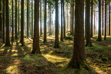 Idyllic coniferous forest with beautiful light shining through the trunks of fir or spruce trees, Süntel, Weserbergland, Germany