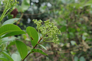 Floral bouquet ready to bloom from Syzygium Caryophyllatum buds with leaves.