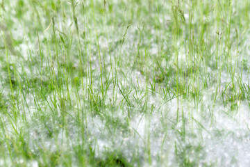 Fluff lies in the green grass texture. Strong allergen, health hazard concept. Seeds of poplar fluff