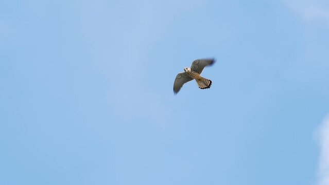 ホバリングするチョウゲンボウ