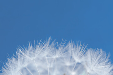 dandelion seeds on sky