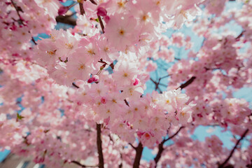 magnolia sakura flower spring blossom summer warm pink light photo nature eco macro