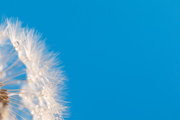 Dandelion on a blue background