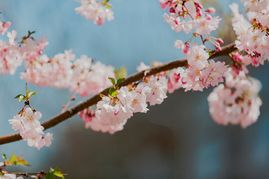 cherry tree sakura with tender flowers spring blossom spring time Flowering apricot over blue sky sunny spring day