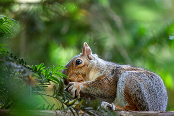Naklejka na ściany i meble Squirrel eats a nut scene. Cute squirrel. Squirrel in nature. Gray Squirrel