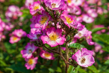 Fototapeta premium A splendid specimen of a rose Puccini in bloom. The 