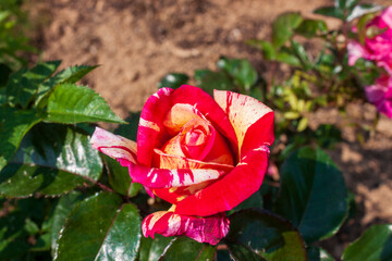 A splendid specimen of a rose Broceliande in bloom. The 