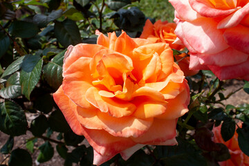 A splendid specimen of a rose Danica in bloom. The " Danica" is a rose that produces a large, double, cupped flower, a beautiful deep pink color on the outside, and orange and apricot on the inside. I