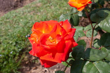 A splendid specimen of a rose of a beautiful red-orange color sloping towards yellow towards the center and large leaves. 