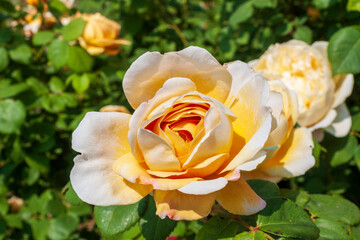 A splendid specimen of a rose Charles Darwin in bloom. The 