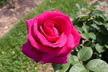 A splendid specimen of a rose BAR 7702 in bloom. The 